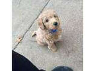 Goldendoodle Puppy for sale in Parsons, KS, USA