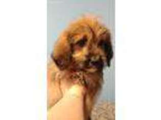 Mastiff Puppy for sale in Nunnelly, TN, USA
