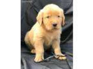 Golden Retriever Puppy for sale in Coshocton, OH, USA