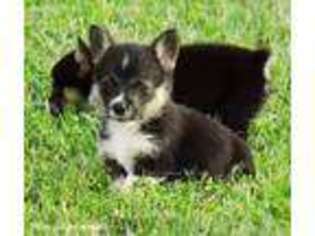 Pembroke Welsh Corgi Puppy for sale in Hale, MO, USA