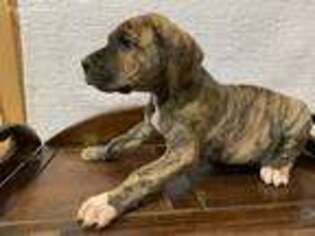 Great Dane Puppy for sale in Tryon, NC, USA