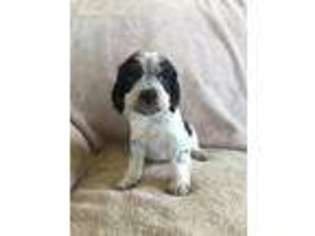 English Springer Spaniel Puppy for sale in Eaton Rapids, MI, USA
