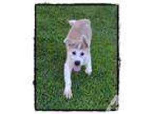 Akita Puppy for sale in LAONA, WI, USA