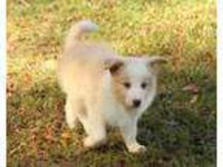 Border Collie Puppy for sale in Braxton, MS, USA