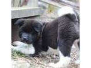 Akita Puppy for sale in Jonestown, PA, USA