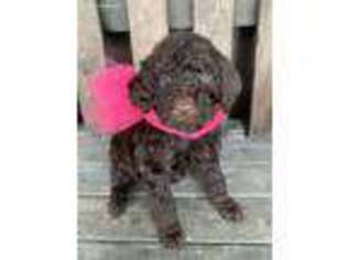 Labradoodle Puppy for sale in Wilmington, IL, USA