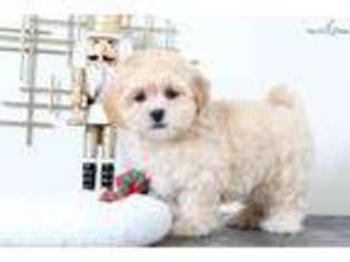 Shih-Poo Puppy for sale in Baltimore, MD, USA