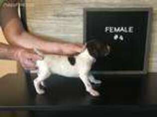 German Shorthaired Pointer Puppy for sale in Rushford, MN, USA