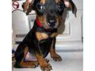 Miniature Pinscher Puppy for sale in Eustis, FL, USA