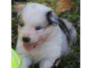 Australian Shepherd Puppy for sale in Skiatook, OK, USA