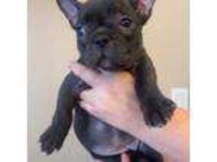 French Bulldog Puppy for sale in Chattanooga, TN, USA
