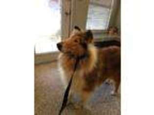 Collie Puppy for sale in San Antonio, TX, USA