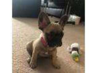 French Bulldog Puppy for sale in Lovell, WY, USA