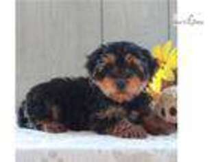 Yorkshire Terrier Puppy for sale in Harrisburg, PA, USA