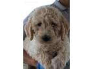 Labradoodle Puppy for sale in Lena, WI, USA