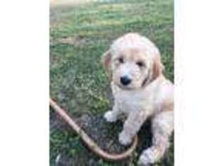 Goldendoodle Puppy for sale in Hamilton, AL, USA