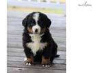 Bernese Mountain Dog Puppy for sale in Bowling Green, KY, USA