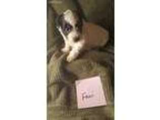 Coton de Tulear Puppy for sale in Sherman, TX, USA