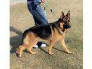 German Shepherd Dog Puppy for sale in Smithville, TX, USA
