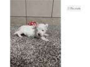 Maltese Puppy for sale in Evansville, IN, USA