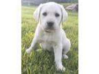Labrador Retriever Puppy for sale in Moroni, UT, USA