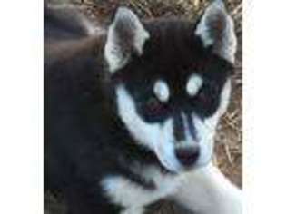 Siberian Husky Puppy for sale in Gretna, VA, USA