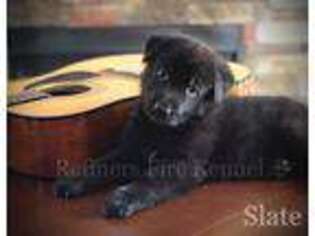 German Shepherd Dog Puppy for sale in Blairsville, GA, USA