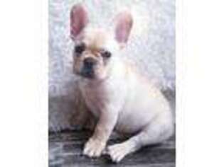 French Bulldog Puppy for sale in Fayetteville, NC, USA