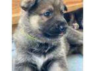 German Shepherd Dog Puppy for sale in Cheshire, CT, USA