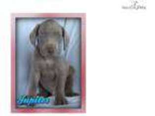 Weimaraner Puppy for sale in Canton, OH, USA