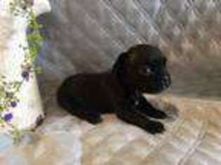 French Bulldog Puppy for sale in Mifflinburg, PA, USA