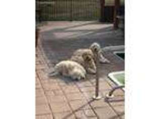 Goldendoodle Puppy for sale in Milner, GA, USA