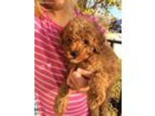 Labradoodle Puppy for sale in Provo, UT, USA