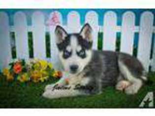 Siberian Husky Puppy for sale in CANTON, OH, USA