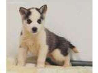 Siberian Husky Puppy for sale in Seymour, MO, USA