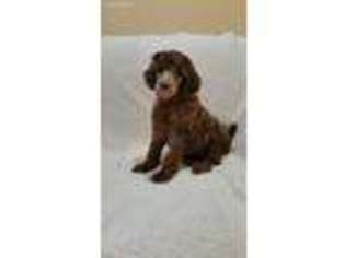 Mutt Puppy for sale in Golden, MS, USA