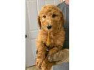 Goldendoodle Puppy for sale in Minnetonka, MN, USA