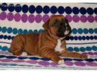 Boxer Puppy for sale in Plato, MO, USA