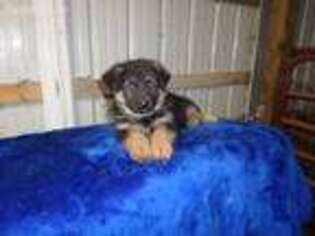 German Shepherd Dog Puppy for sale in Quaker City, OH, USA
