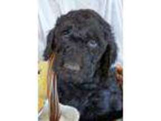 Goldendoodle Puppy for sale in Endeavor, WI, USA