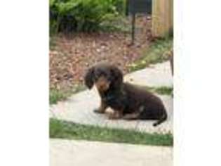Dachshund Puppy for sale in Copiague, NY, USA