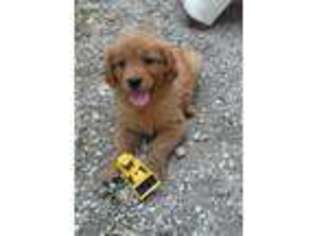 Golden Retriever Puppy for sale in Walnut, KS, USA