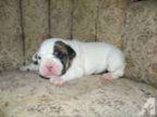 Bulldog Puppy for sale in EAST PALESTINE, OH, USA