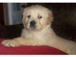 Mutt Puppy for sale in Williamsburg, OH, USA