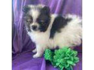 Pomeranian Puppy for sale in Pine Grove, PA, USA
