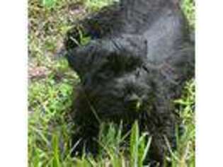 Mutt Puppy for sale in Fort Pierce, FL, USA