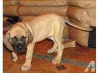 Mastiff Puppy for sale in AUBURN, WA, USA