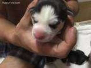 Siberian Husky Puppy for sale in Montgomery, AL, USA