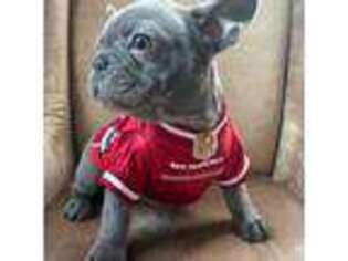 French Bulldog Puppy for sale in Gilroy, CA, USA