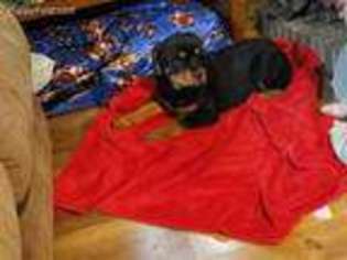 Rottweiler Puppy for sale in South Whitley, IN, USA